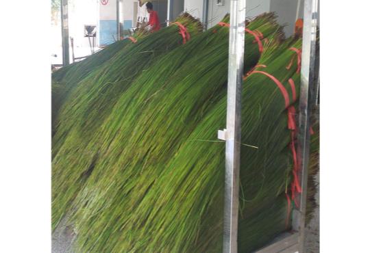 Hunan alfalfa drying(2)