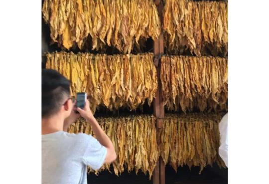 Yunnan tobacco drying (2)